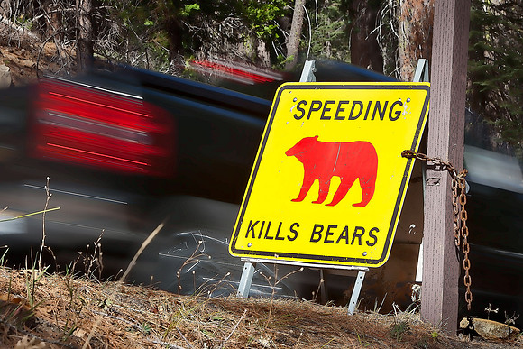 Speeding Kills Bears #4