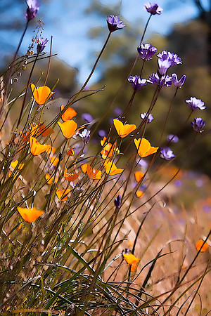 El Portal Poppies #2