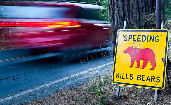 Speeding Kills Bears #5
