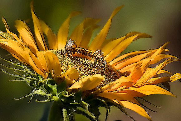 Nancy's Sunflowers #6