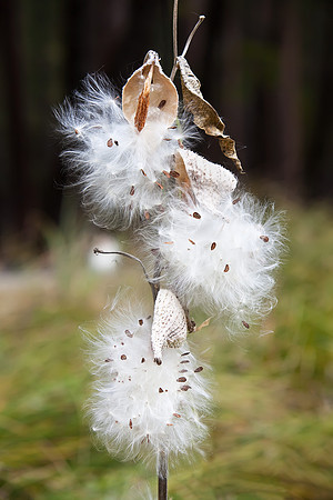 Yosemite Milkweed #2