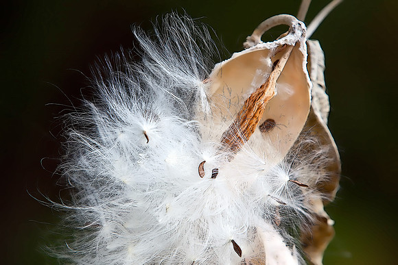 Yosemite Milkweed #3