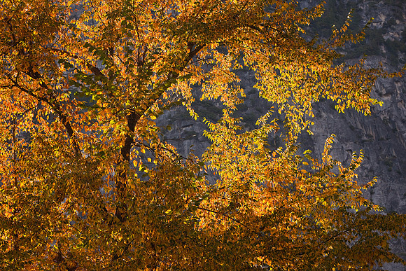 Yosemite Valley - Fall Color