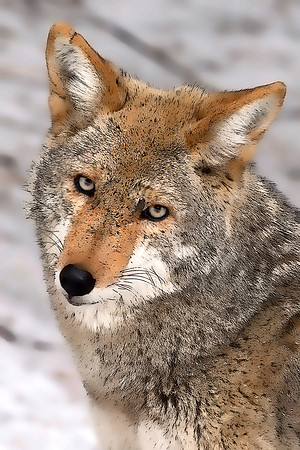 Coyote