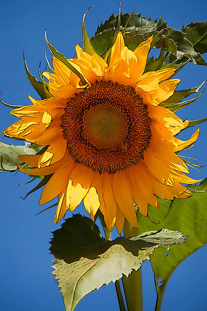 Nancy's Sunflowers #4