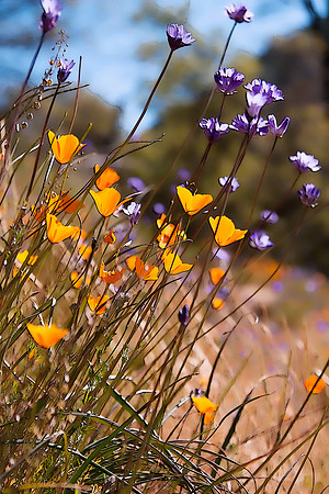 El Portal Poppies #2