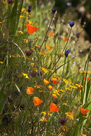 El Portal Poppies #1