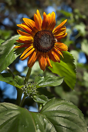 Nancy's Sunflowers #9