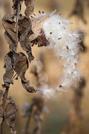 Yosemite Milkweed #1