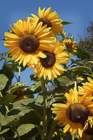 Nancy's Sunflowers #5
