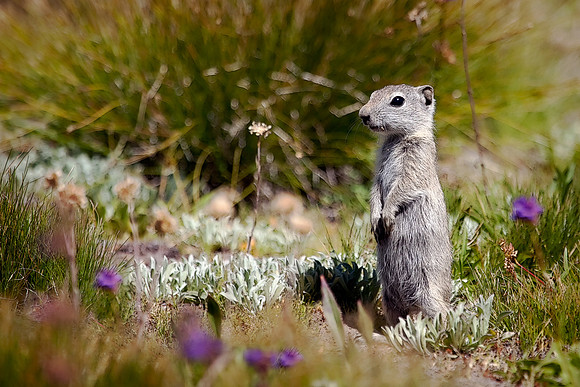 Belding Ground Squirrel - Tuolumne Meadows