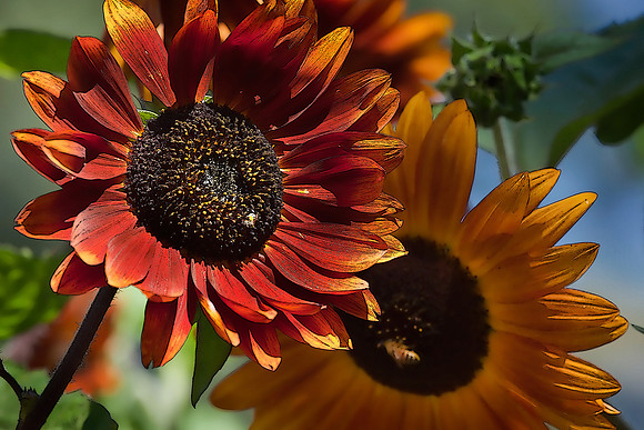 Nancy's Sunflowers #3