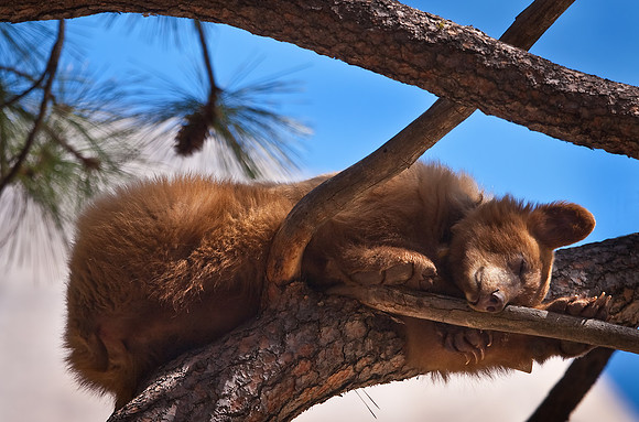 Sleeping Bear - Yosemite