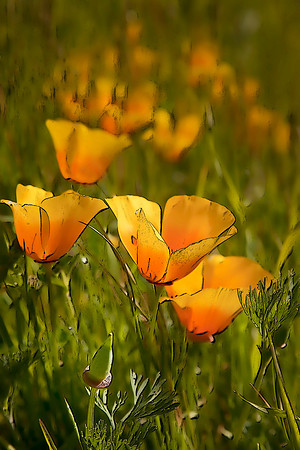 Pt. Reyes Poppies #1