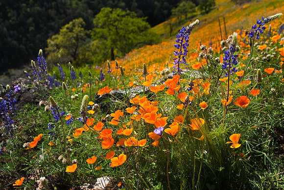 Coloma Poppies