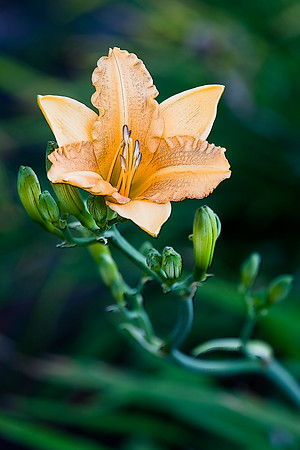 Daylily - McKinley Park