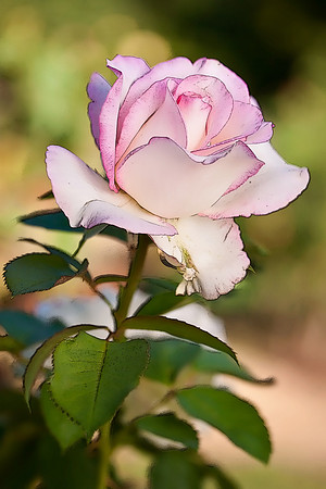 Rose - McKinley Park