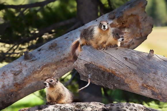 Teenager Marmots