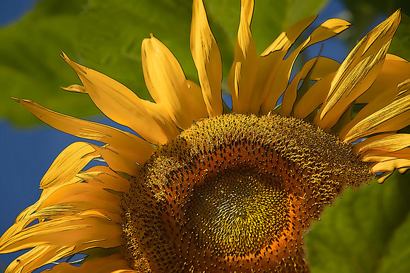 Nancy's Sunflowers #1
