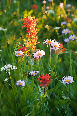 Mokelumne Wilderness Wildflowers #1