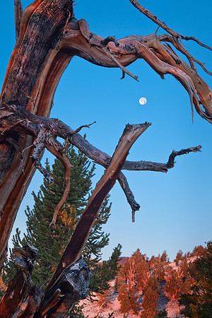 Patriarch Grove Light