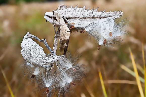 Yosemite Milkweed #4