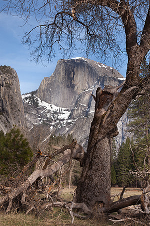Half Dome - Oak Tree