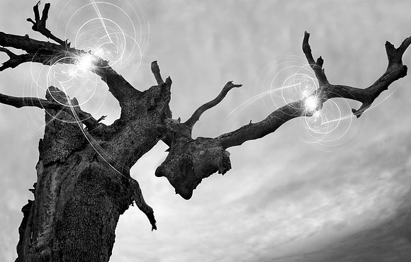 Oak Spirit