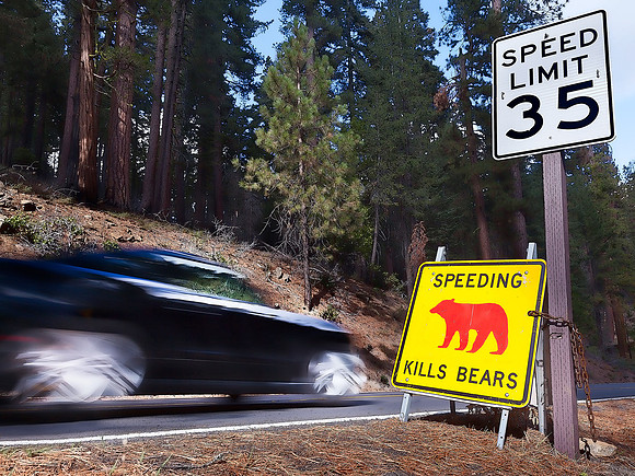 Speeding Kills Bears #3
