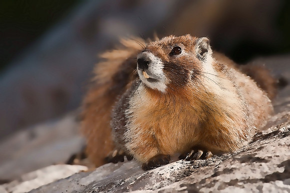 Mother Marmot